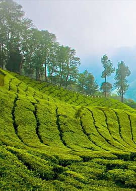 Bougainvilleas on Lombard Street,  San Francisco, Tokyo