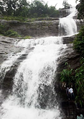Bougainvilleas on Lombard Street,  San Francisco, Tokyo